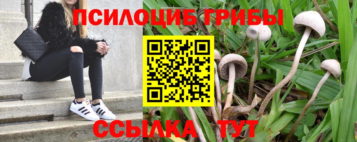 Псилоцибиновые грибы Cubensis  Вход с VPN  закладка  Георгиевск 